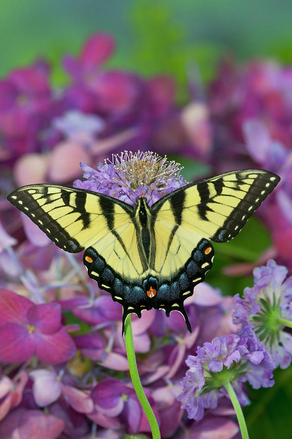 Eastern Tiger Swallowtail Butterfly Photograph by Darrell Gulin - Fine ...