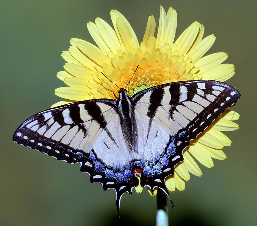Eastern Tiger Swallowtail Butterfly #32 Photograph by Millard H. Sharp