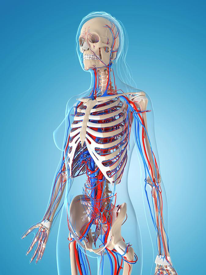 Female Vascular System Photograph by Sciepro/science Photo Library