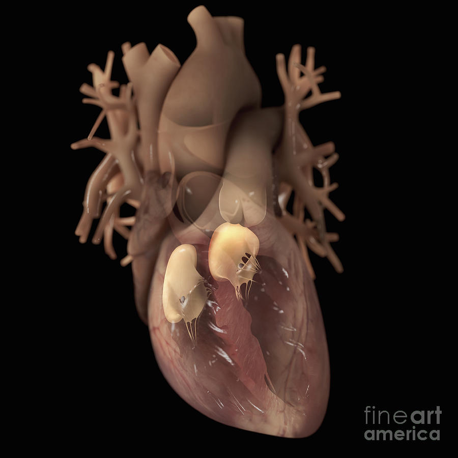 Heart Anatomy #32 Photograph by Science Picture Co