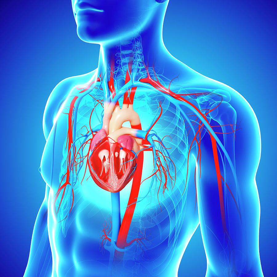 Human Heart Photograph by Pixologicstudio/science Photo Library - Pixels
