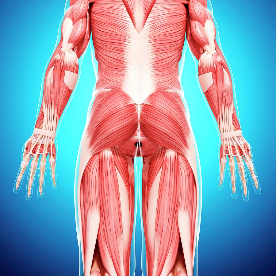 Human Musculature Photograph by Pixologicstudio/science Photo Library ...