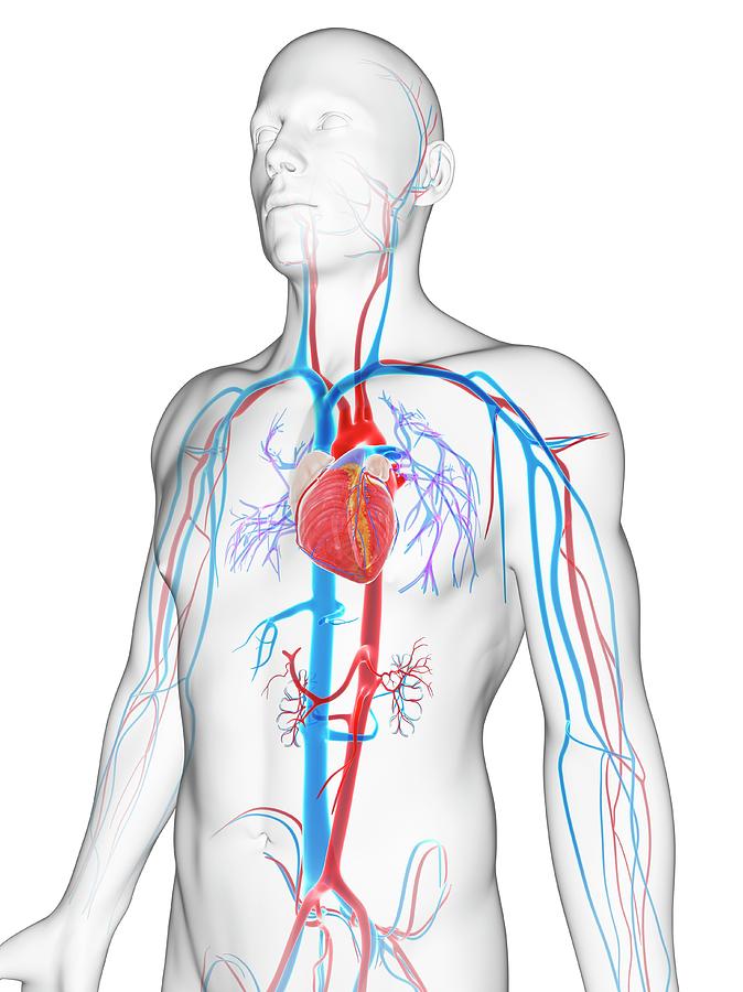 Human Vascular System Photograph by Sebastian Kaulitzki - Fine Art America