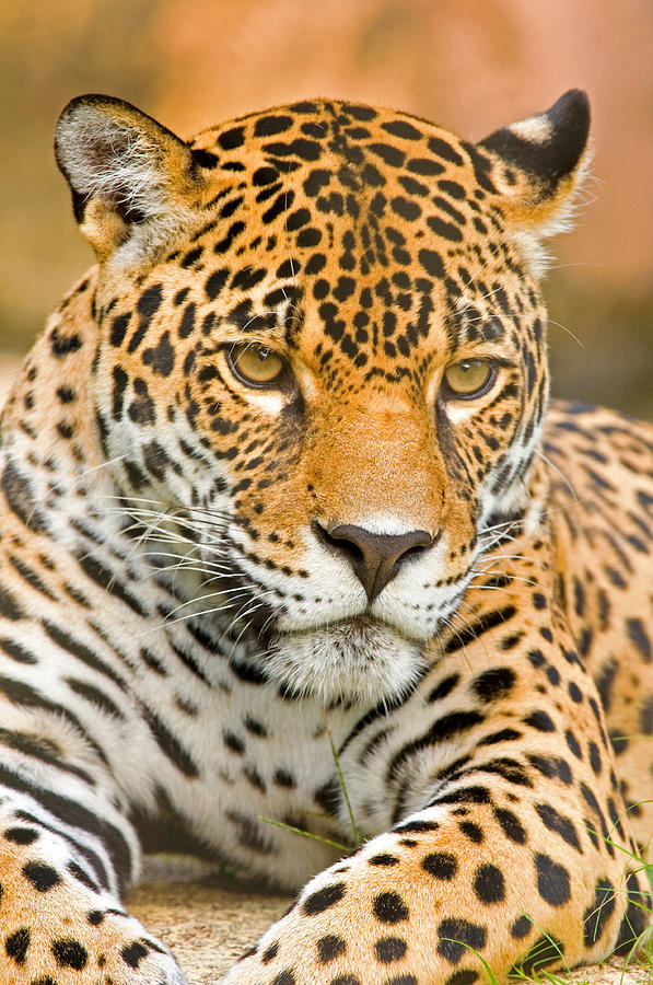 Cat Photograph - Jaguar #32 by Millard H. Sharp