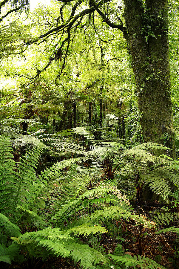 Jungle Photograph by Les Cunliffe - Fine Art America