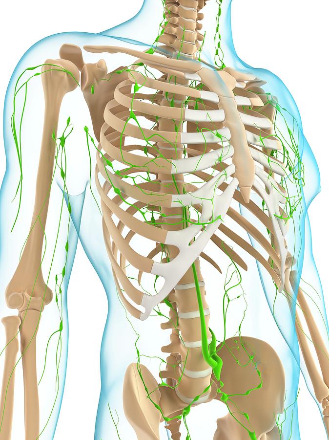 Lymphatic System Photograph by Sciepro/science Photo Library