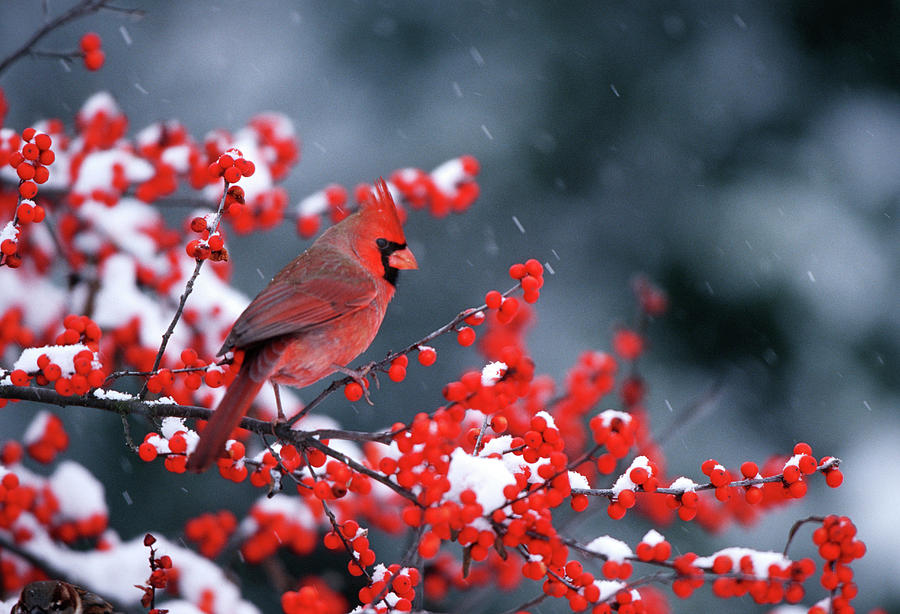 Northern Cardinal (cardinalis Cardinalis Photograph by Richard and ...