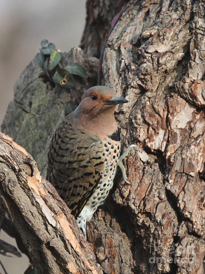 Northern Flicker #32 Photograph by Jack R Brock