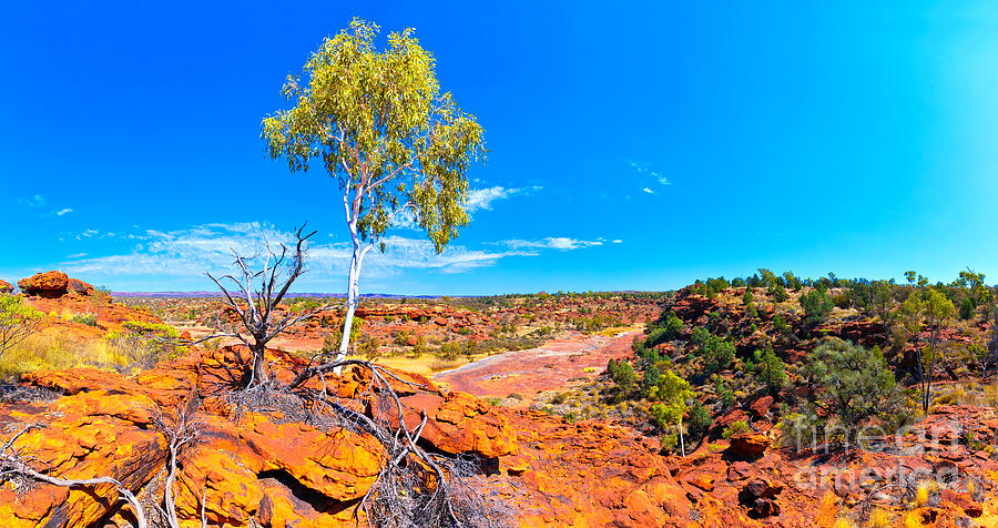 Palm Valley Central Australia  #4 Photograph by Bill  Robinson