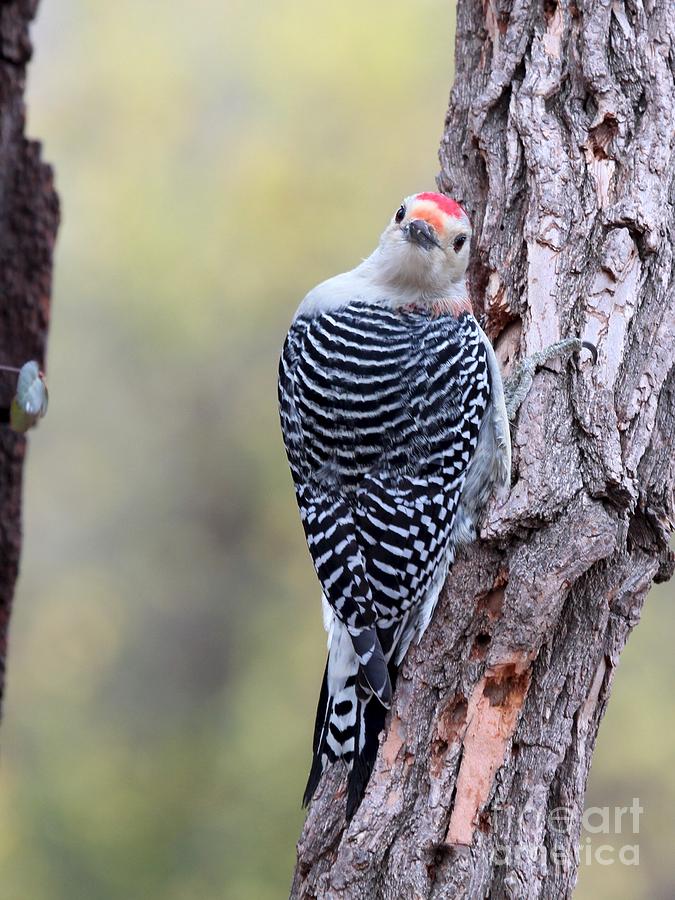 Red-bellied Woodpecker #32 Photograph by Jack R Brock