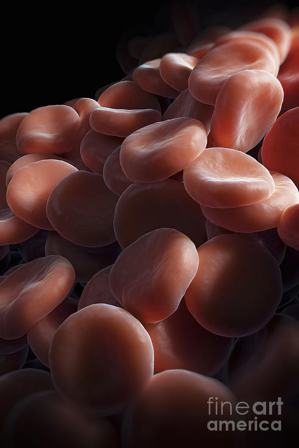 Red Blood Cells #32 Photograph by Science Picture Co