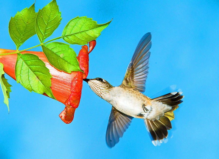 Ruby Throated Hummingbird Female #32 Photograph by Millard H. Sharp