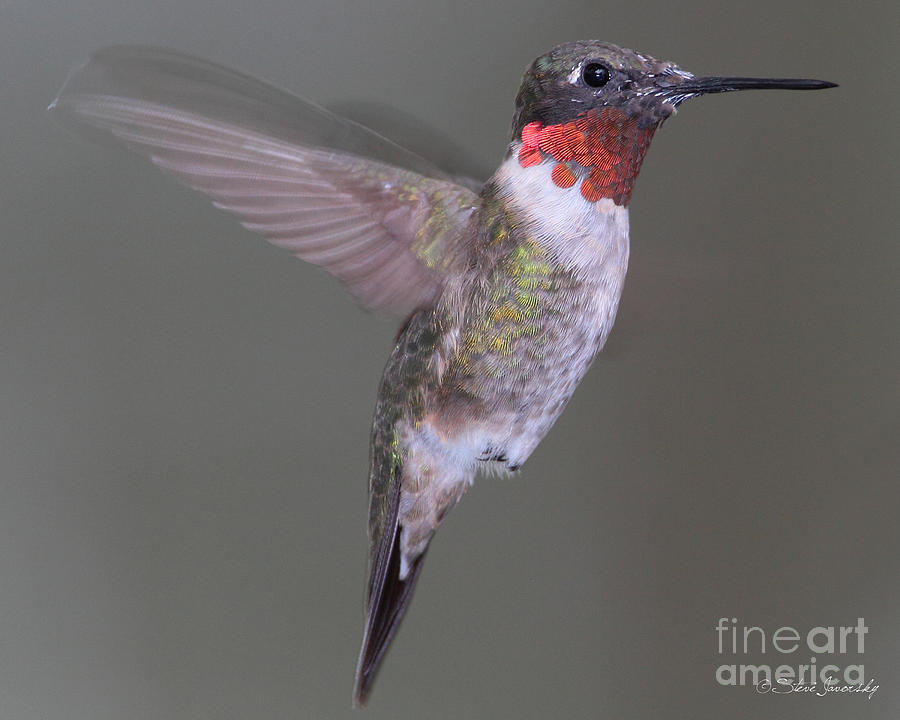 Ruby Throated Hummingbird #32 Photograph by Steve Javorsky