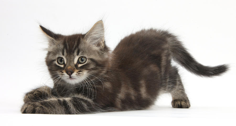 Tabby Kitten Photograph by Mark Taylor - Fine Art America