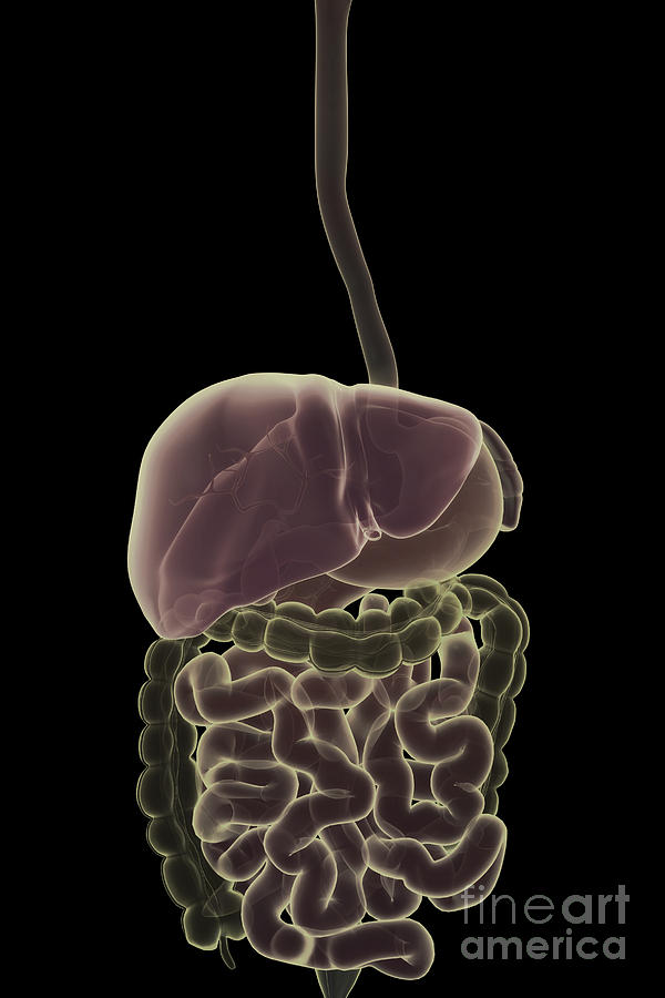 The Digestive System #32 Photograph by Science Picture Co