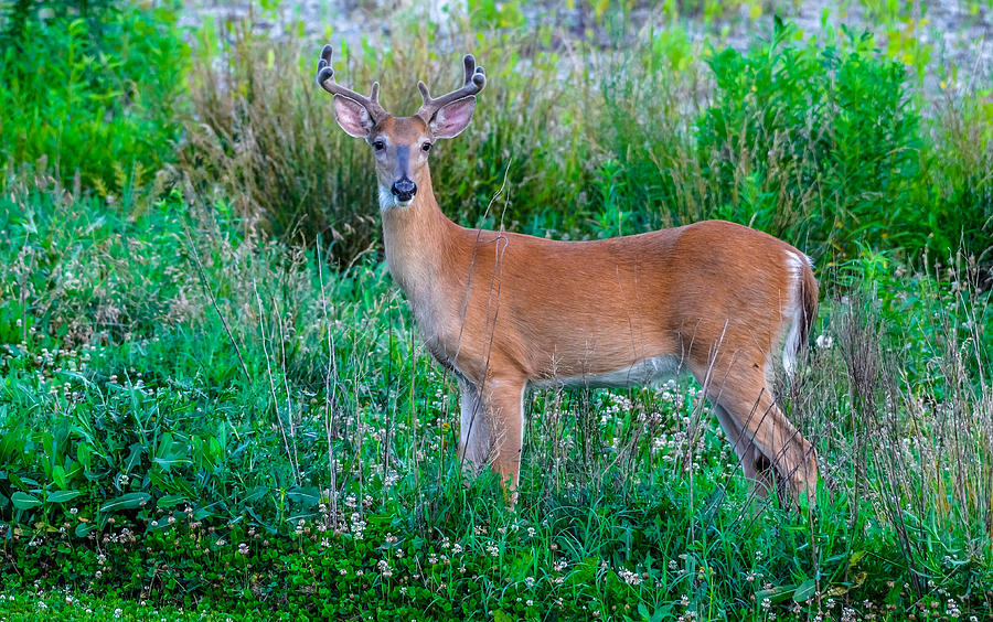 White-tailed deer Photograph by Brian Stevens