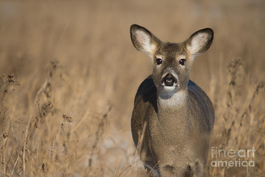 Deer Photograph - White-tailed Deer #32 by Linda Freshwaters Arndt