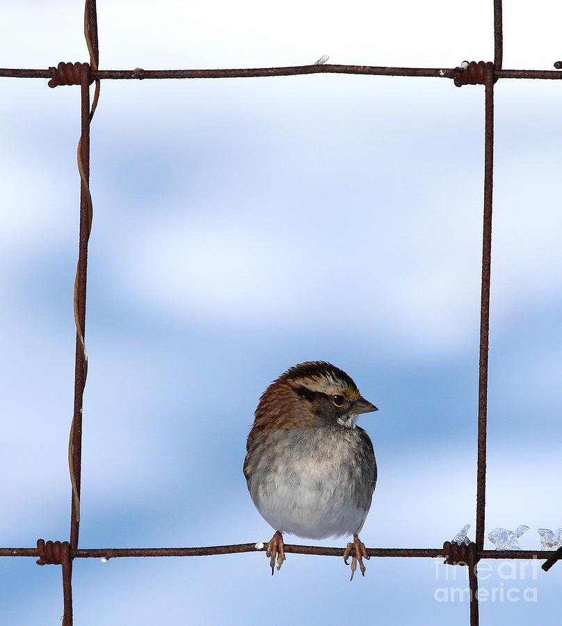 White-throated Sparrow #32 Photograph by Jack R Brock