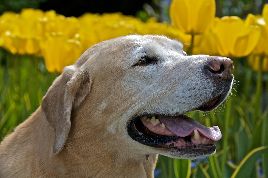 Yellow Labrador #22 Photograph by Steven Lapkin