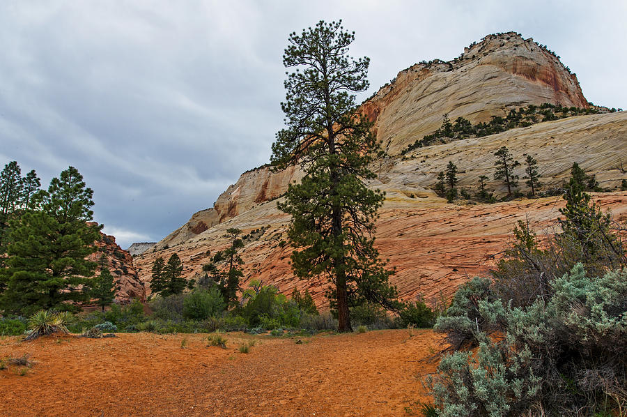 Zion National Park #32 Photograph by Willie Harper