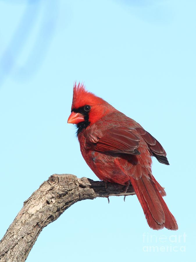 Northern Cardinal #321 Photograph by Jack R Brock