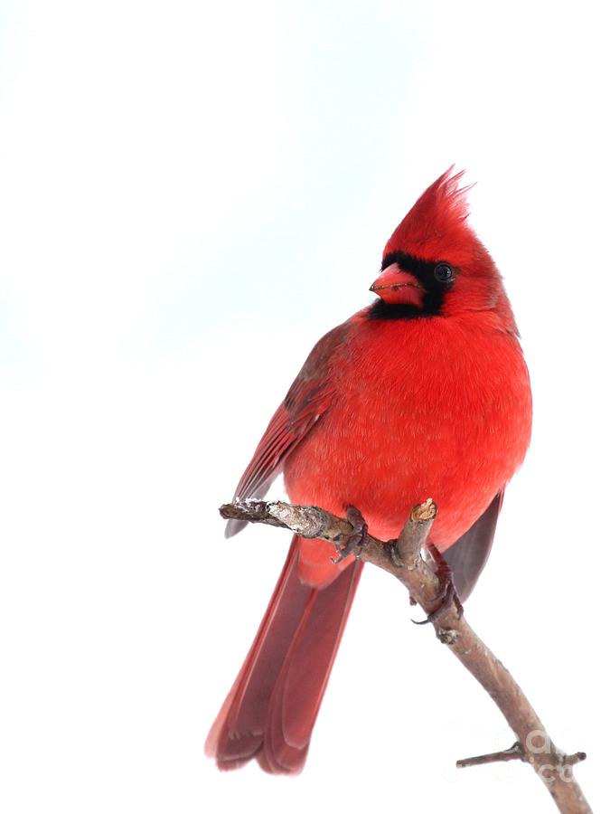 Northern Cardinal #326 Photograph by Jack R Brock