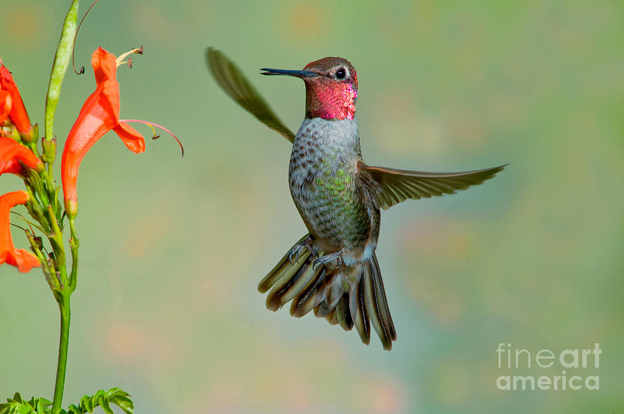Annas Hummingbird #33 Photograph by Anthony Mercieca