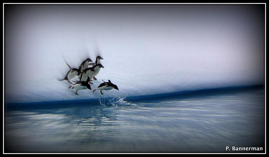 Antarctica #33 Photograph by Paul James Bannerman