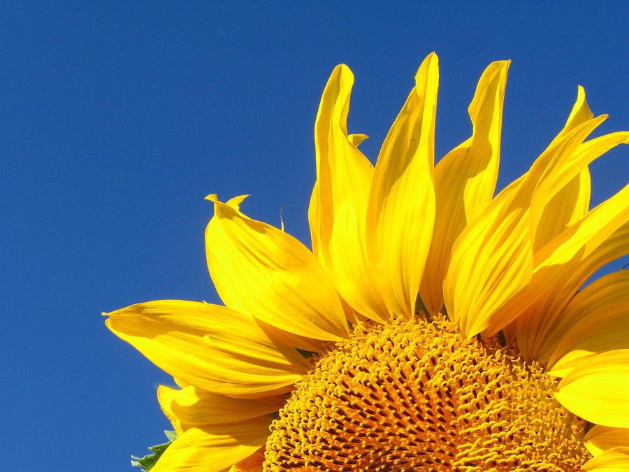 Sunflowers Photograph - 33 by April K Rabino