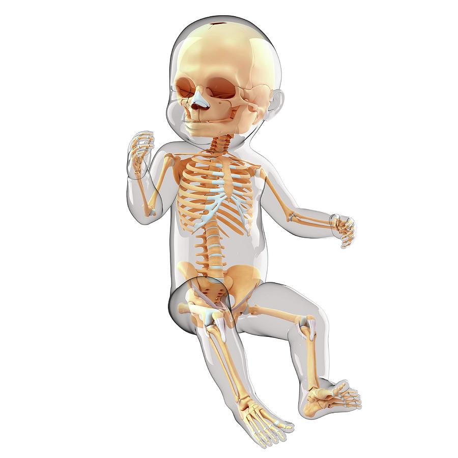 33 Babys Skeletal System Pixologicstudio 