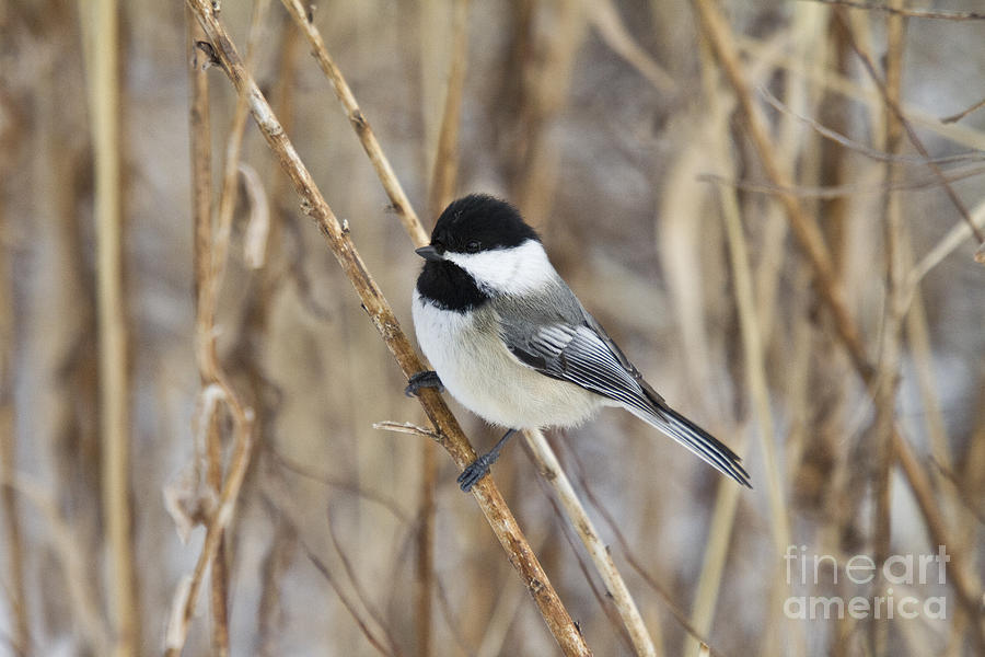Black-capped Chickadee #33 Photograph by Linda Freshwaters Arndt