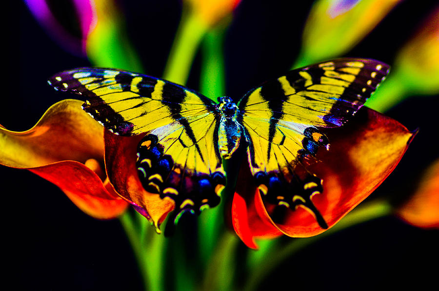 Butterfly #33 Photograph by Gerald Kloss