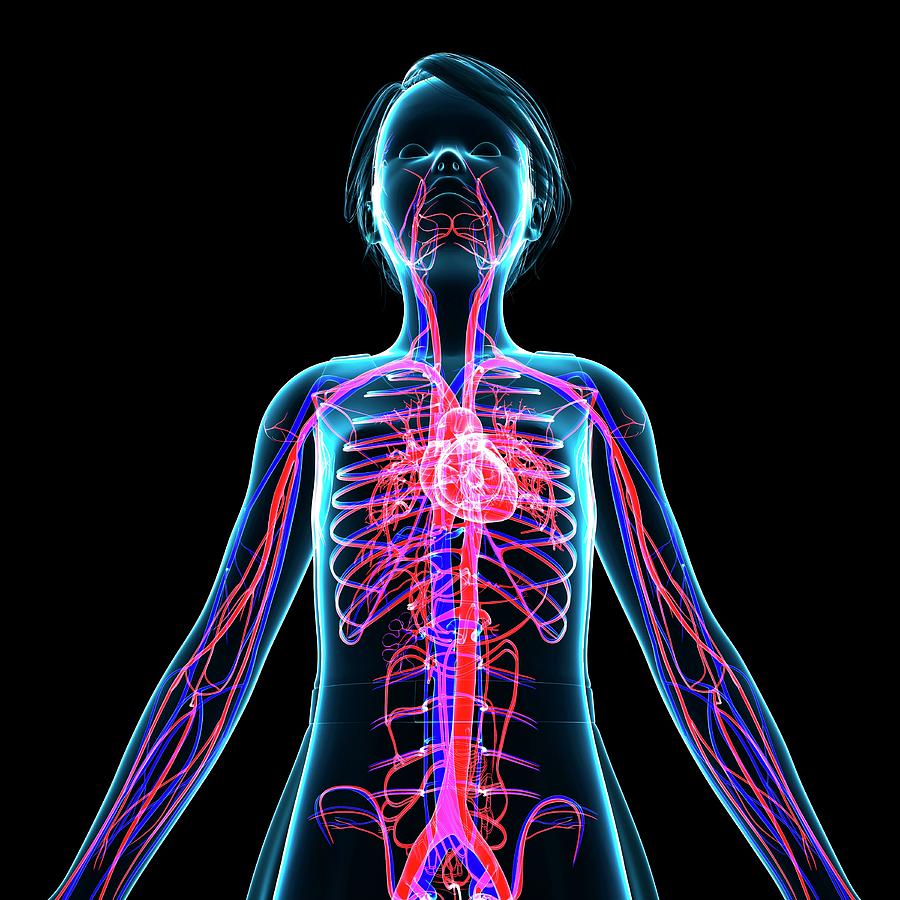 Cardiovascular System #33 Photograph by Pixologicstudio/science Photo ...