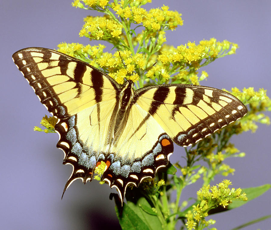 Eastern Tiger Swallowtail Butterfly #33 Photograph by Millard H. Sharp
