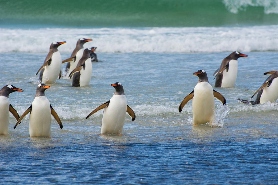 Penguin Photograph - Falkland Islands #33 by Inger Hogstrom