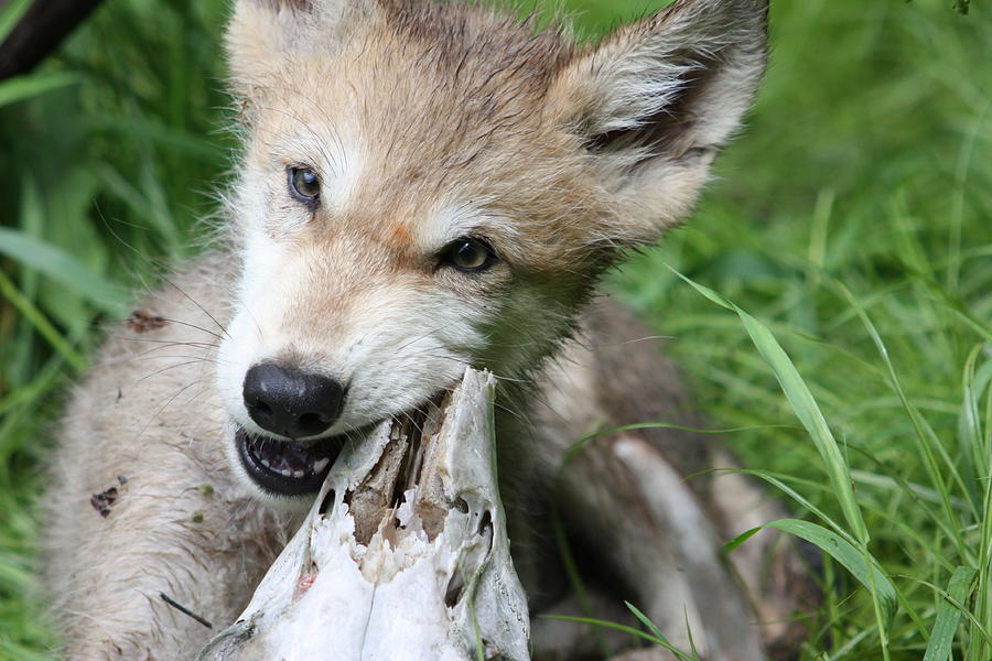 Gray Wolf Pup #33 Photograph by Amanda Stadther
