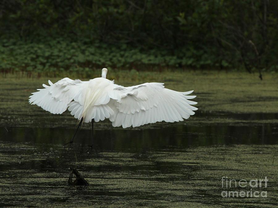 Great Egret #33 Photograph by Jack R Brock