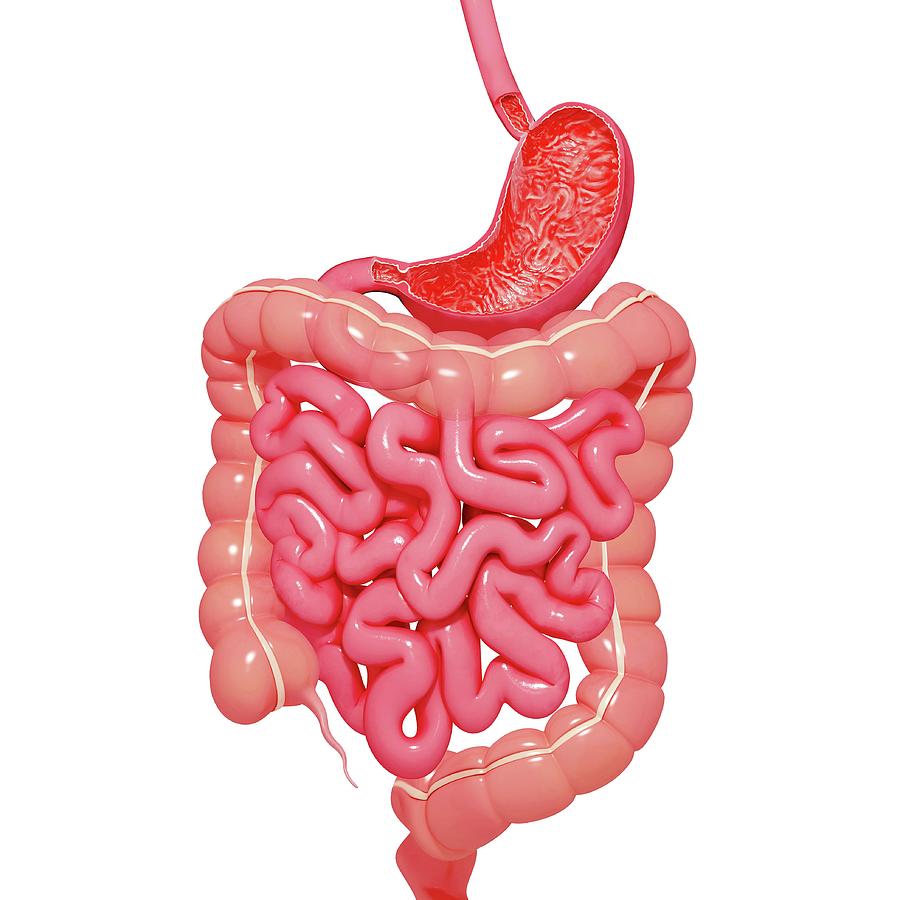 Healthy Digestive System Photograph by Pixologicstudio/science Photo ...