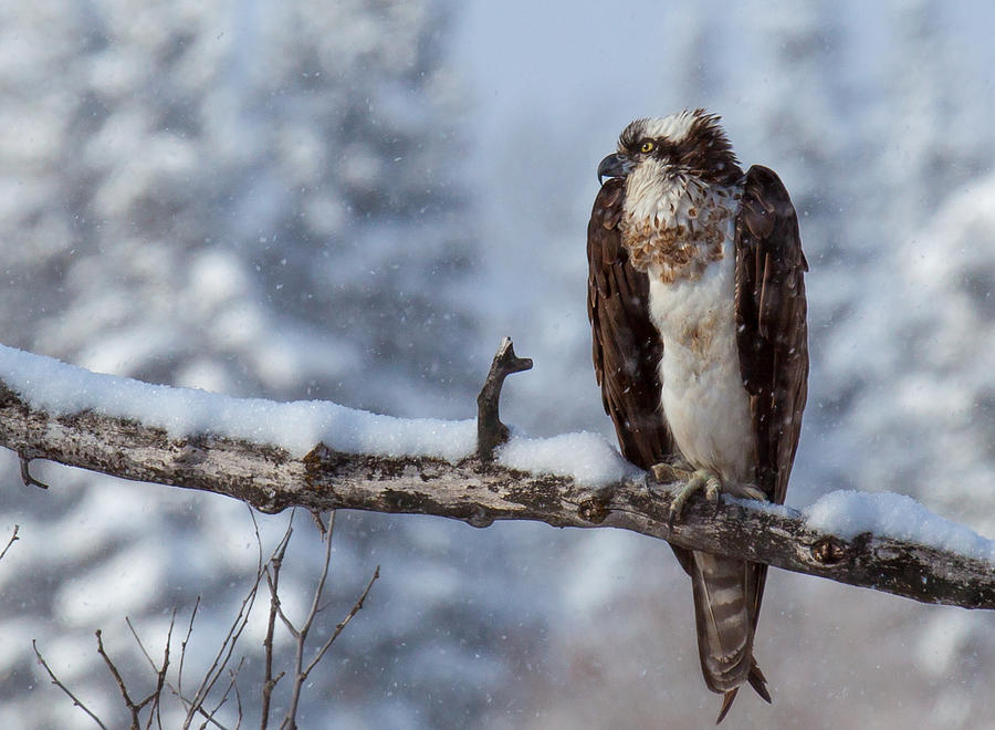 Osprey Photograph - 33 by Kevin Dietrich