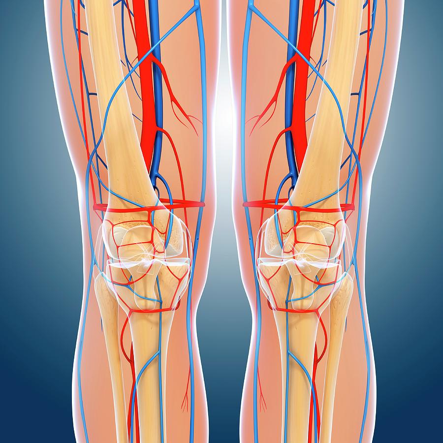 Knee Anatomy Photograph by Pixologicstudio/science Photo Library - Fine ...