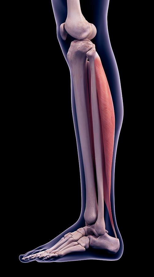 Leg Muscle Photograph By Sebastian Kaulitzki Science Photo Library 