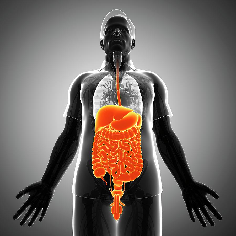 Male Digestive System Photograph by Pixologicstudio/science Photo ...