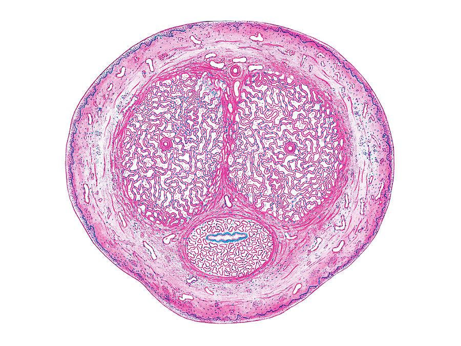 Male Genital System Photograph By Asklepios Medical Atlas Pixels Merch 0750