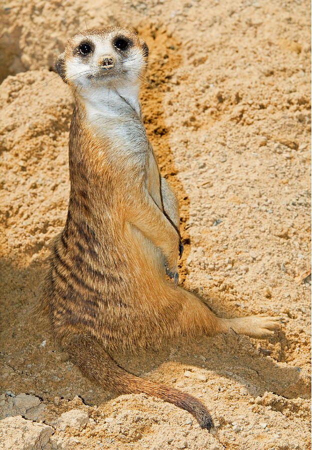 Meerkat #33 Photograph by Millard H. Sharp