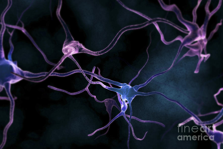 Neurons #33 Photograph by Science Picture Co