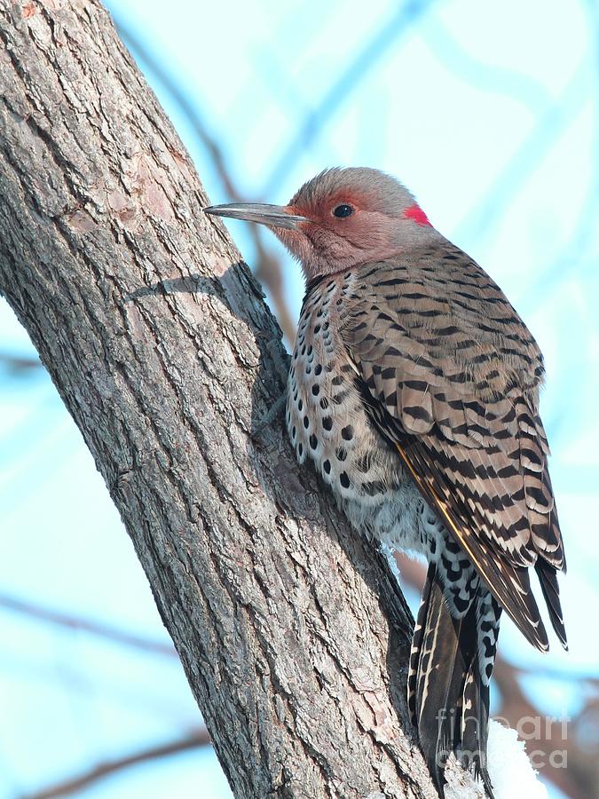 Nature Photograph - Northern Flicker #33 by Jack R Brock