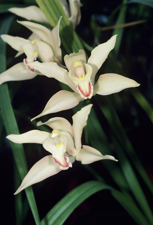 Orchid Photograph - Orchid Flowers #33 by Paul Harcourt Davies/science Photo Library
