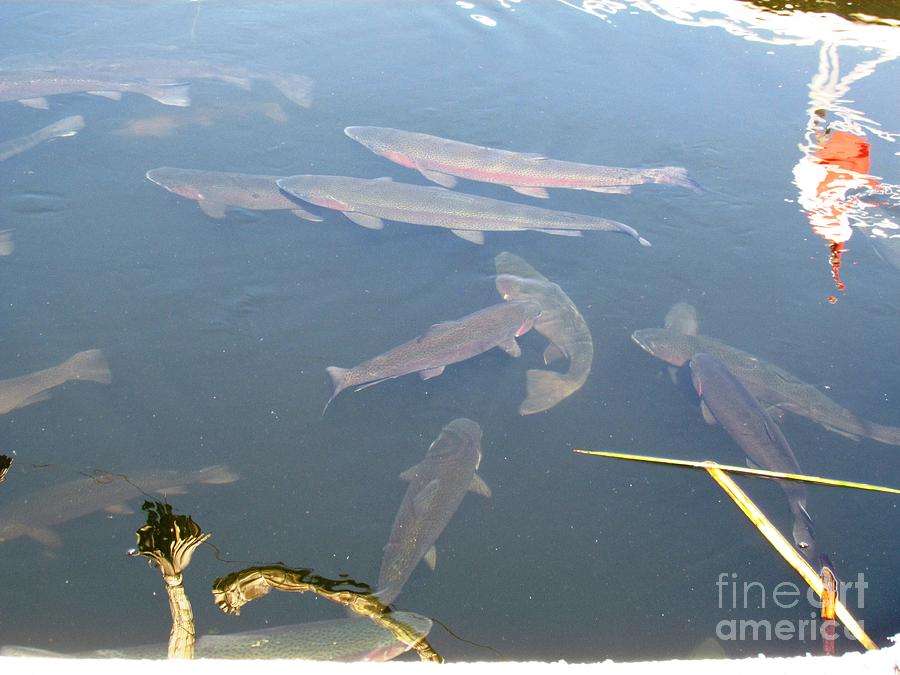 Peru Puno lake Titicaca Uros Photograph by Ted Pollard - Fine Art America