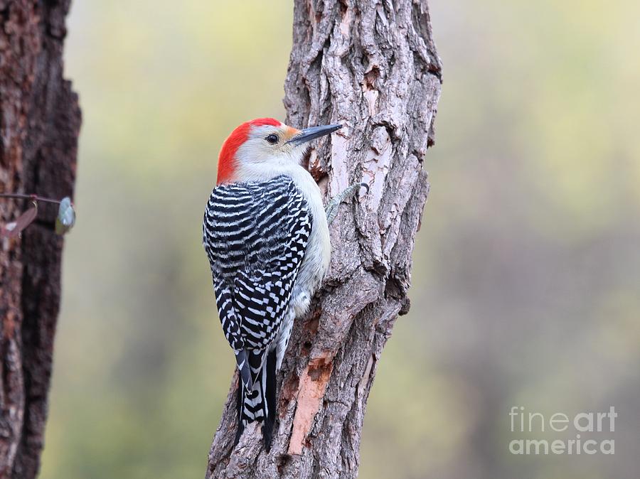 Red-bellied Woodpecker #33 Photograph by Jack R Brock