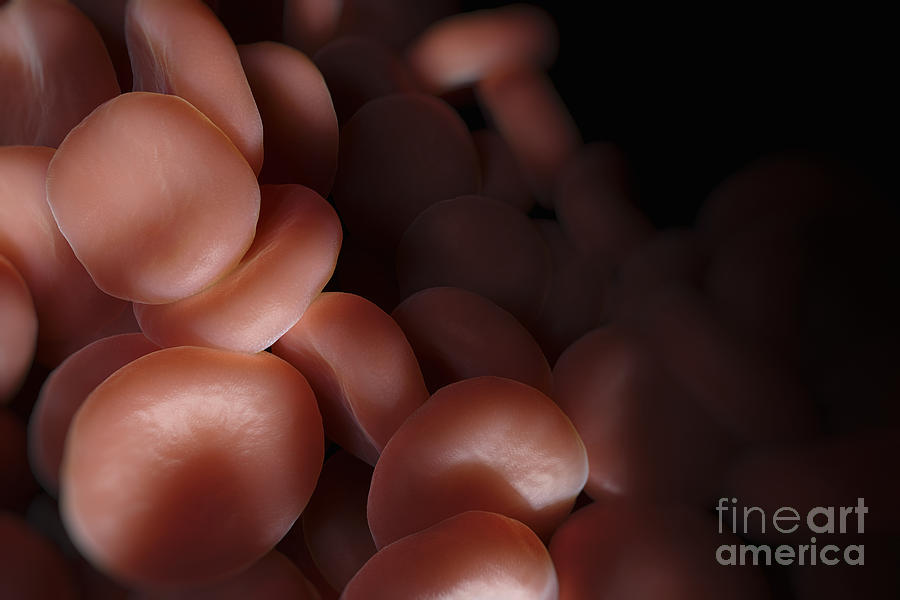 Red Blood Cells #33 Photograph by Science Picture Co